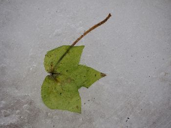 High angle view of plant leaf on concrete wall