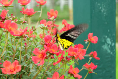 Close-up of butterfly pollinating on pink flower