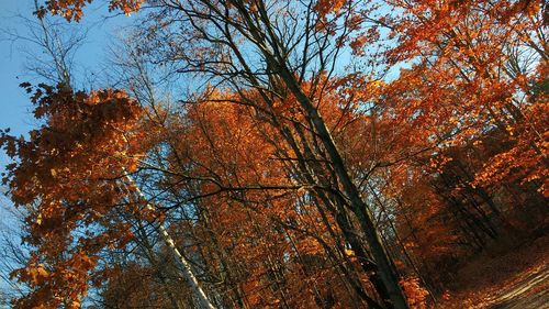 Low angle view of trees