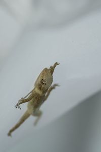 Close-up of frog on wall