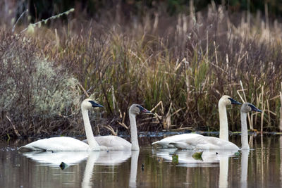 Swans swimming in lake