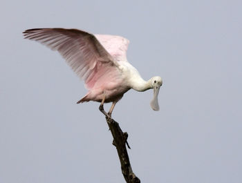 Low angle view of bird flying against the sky