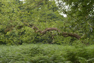 Side view of horse in forest