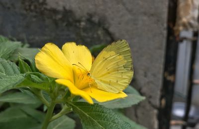 Close-up of yellow flower