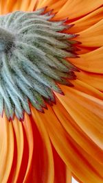 Close-up of multi colored flower