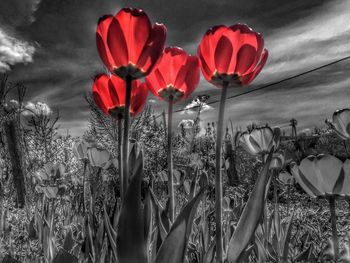 Close-up of red flowers blooming in field