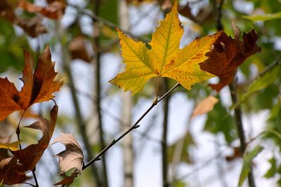 Close-up of maple leaves on tree