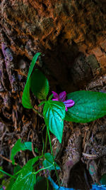 Close-up of purple flower