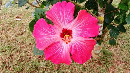 High angle view of pink hibiscus blooming outdoors