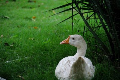 Duck on a field