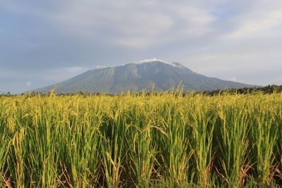 Scenic view of agricultural field against sky