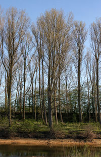 Bare trees on field against sky