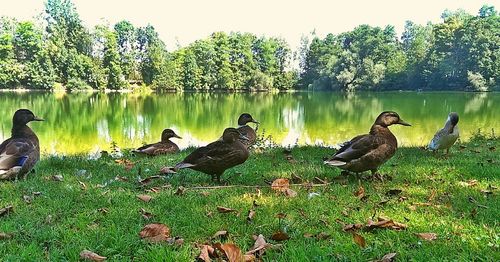 Ducks on lakeshore