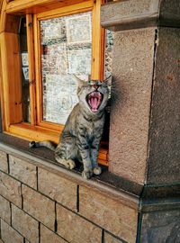 Domestic cat yawning on windowsill