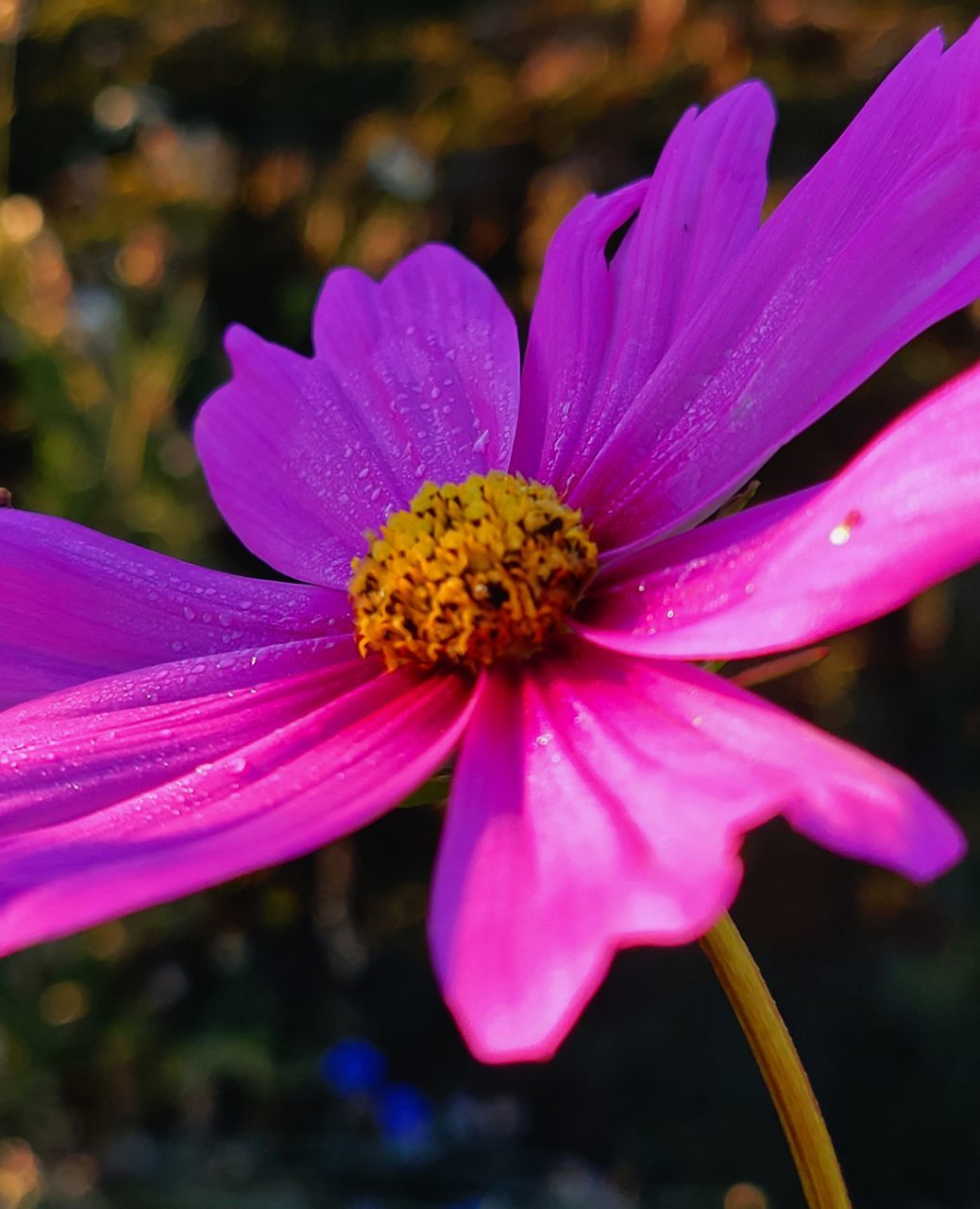 CLOSE UP OF PINK FLOWER