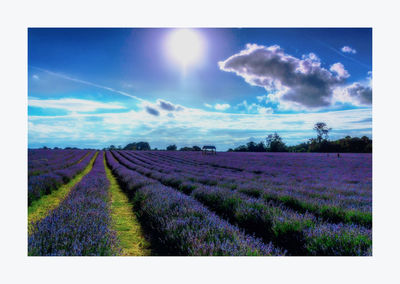 Scenic view of lavender farm against cloudy blue sky on sunny day
