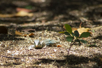 Close-up of lizard on rock