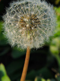 Close-up of dandelion flower