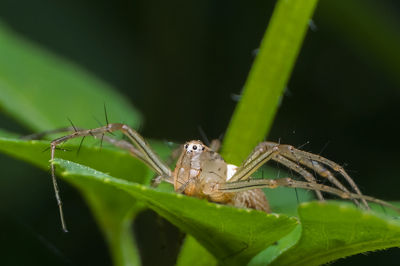 Close-up of spider on leaf