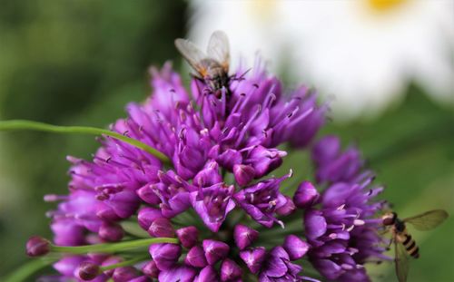 Close-up of bee pollinating on purple flower