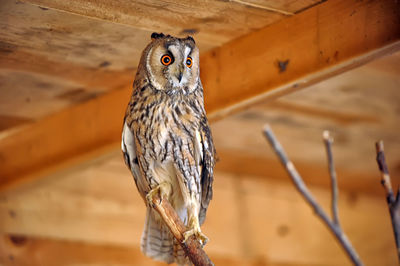 Close-up of owl perching on wood