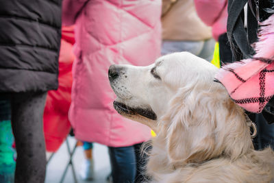 Close-up of dog