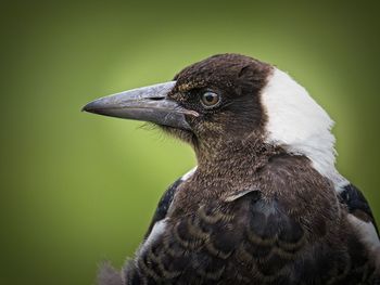 Close-up of a bird looking away