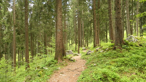 Pine trees in forest