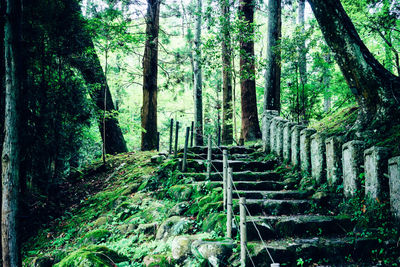 Trail amidst trees in forest