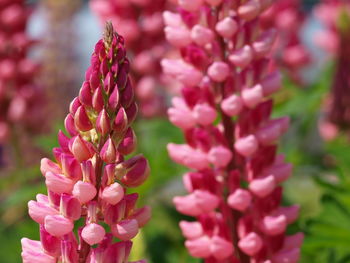 Close-up of pink flowers blooming outdoors