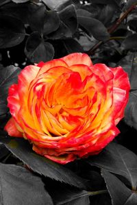 Close-up of fresh red rose blooming outdoors