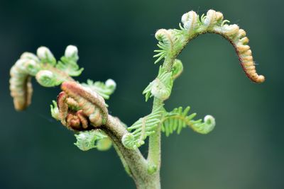 Close up of young bracken leaves against blurred background