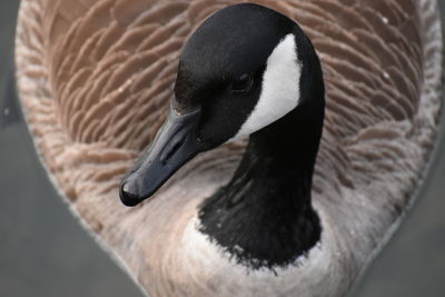 Close-up of swan