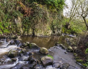 River flowing through forest