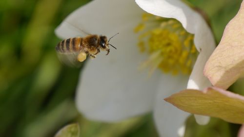 Close-up of bee flying by flower