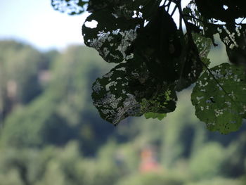 Close-up of fresh green plant against sky