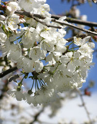 Close-up of cherry blossoms in spring
