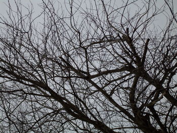 Low angle view of bare trees against sky