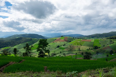 Scenic view of agricultural field against sky