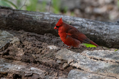 Male northern cardinal bird in michigan - usa