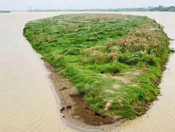 Plants growing on land