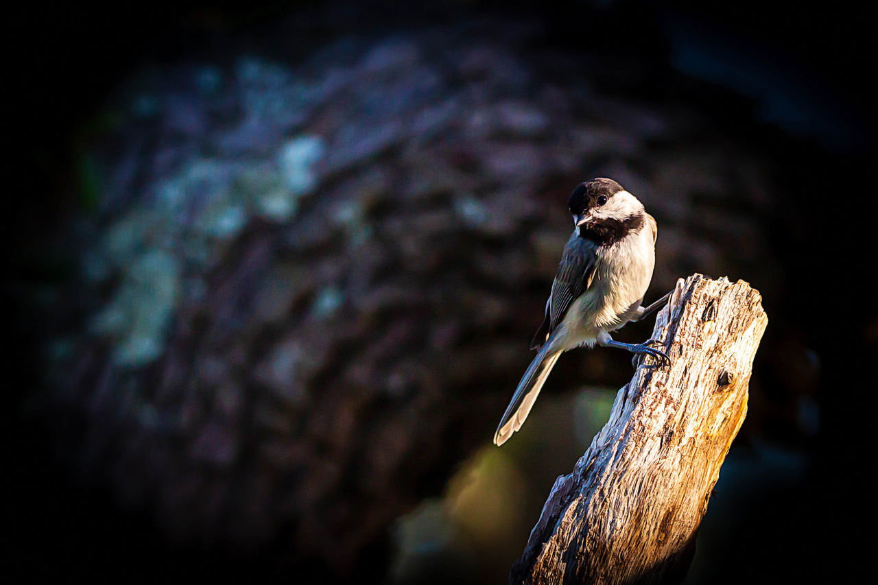 CLOSE-UP OF BIRD PERCHING ON BRANCH