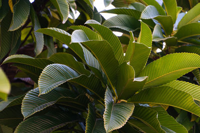 Close-up of green leaves