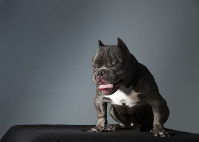 Dog looking away while sitting against gray background
