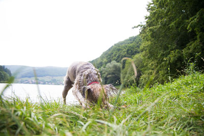 Dog lying on grass