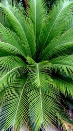 Close-up of palm tree leaves