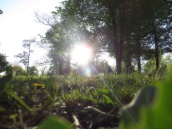 Sun shining through trees