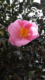 Close-up of pink flower