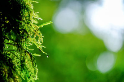 Close-up of fresh green plant