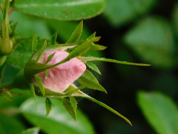 Close-up of pink flowering plant